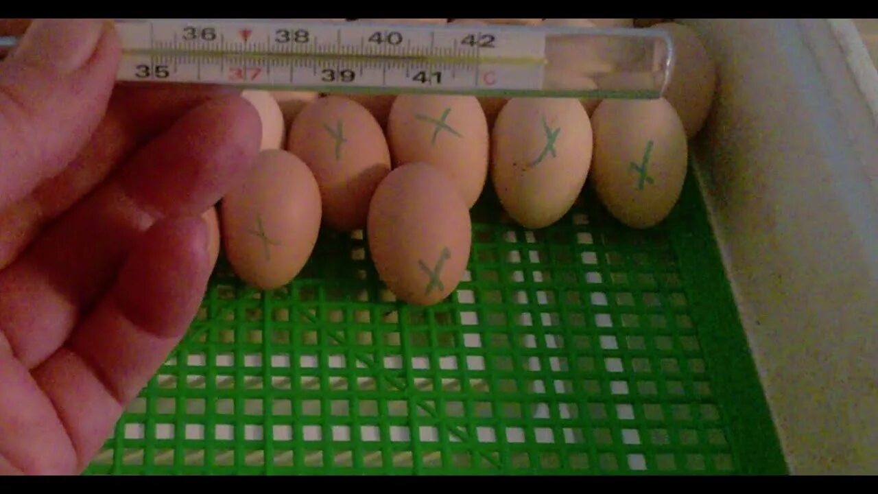 Последние дни инкубации яиц. 19 День инкубации куриных яиц овоскопирование. Яйца куриные в инкубаторе овоскопирование на 14 день. 16день инкубации Куринного яйца. Овоскопирование утиных яиц в инкубаторе.