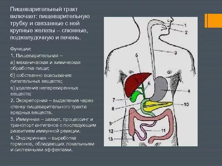 Схема желудочно-кишечного тракта. Пищеварительная система: пищеварительная трубка, железы. Значение пищеварительного тракта. Система пищеварения структура и функции. Система органов пищеварения схема.