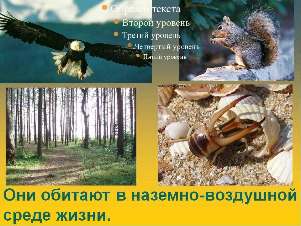 наземно воздушные грибы. наземно воздушные животные и растения. наземно-воздушная среда обитания характеристика. надземновоздушная среда обитания. наземно-воздушная среда обитания.