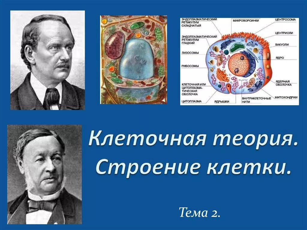 Клеточная теория строения организмов