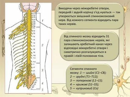 Количество пар нервов отходящих от спинного мозга
