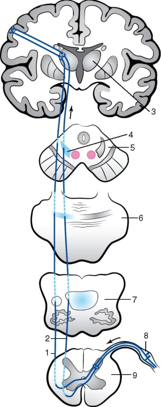 Спинно таламический. Передний спинно-таламический путь. Спинно таламический путь неврология. Схема спинно-таламического пути. Спиноталамический тракт спинного мозга.