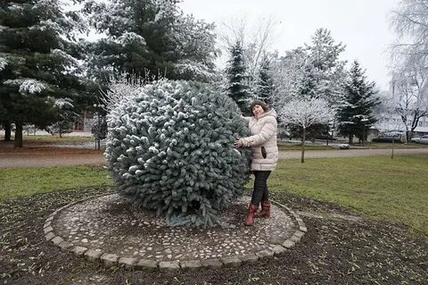 Погода в нальчике на февраль 2024