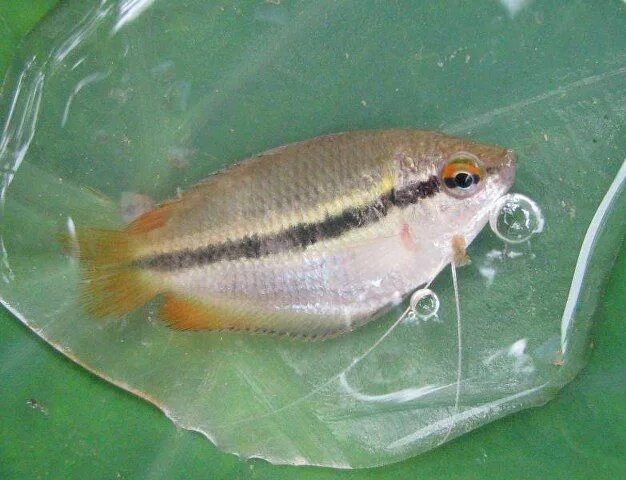 Лялиус колиза. Гурами медовый желтый. Honey fish. Рыбка медовая гурами. Лябиоза рыбка.