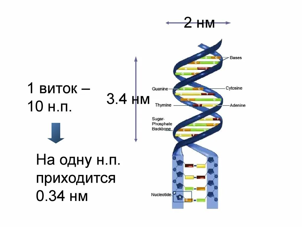 Составляющая днк. Размер ДНК. Виток спирали ДНК. ДНК спираль Размеры. Размер молекулы ДНК.