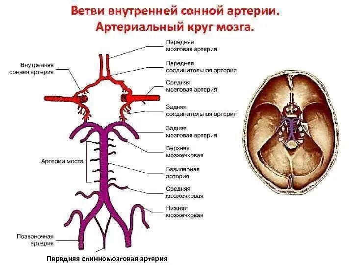 Ветви внутренней сонной артерии схема. Внутренняя Сонная артерия анатомия ветви. Внутренняя Сонная артерия анатомия топография. Области кровоснабжения внутренней сонной артерии.