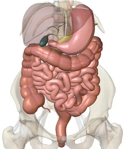 Тонкая кишка человека рисунок. Анатомия органов пищеварительной системы Толстого кишечника. Толстая кишка анатомия расположение. Тонкий и толстый кишечник анатомия. Анатомия человека кишечник толстая кишка.