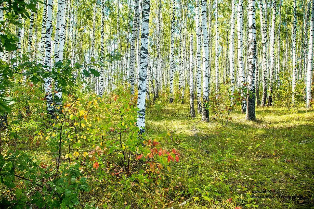 Березки орел. Шатиловский лес в Орловской области. Березовая роща Орел. Орловская область березовые леса. Леса Орловской области Полесье.