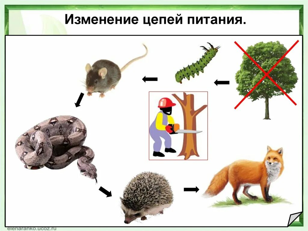 Схема цепи питания в тайге. Цепь питания сосна белка. Цепь питания лиса жёлуди мыши. Белка цепь питания. Белка цепь питания.