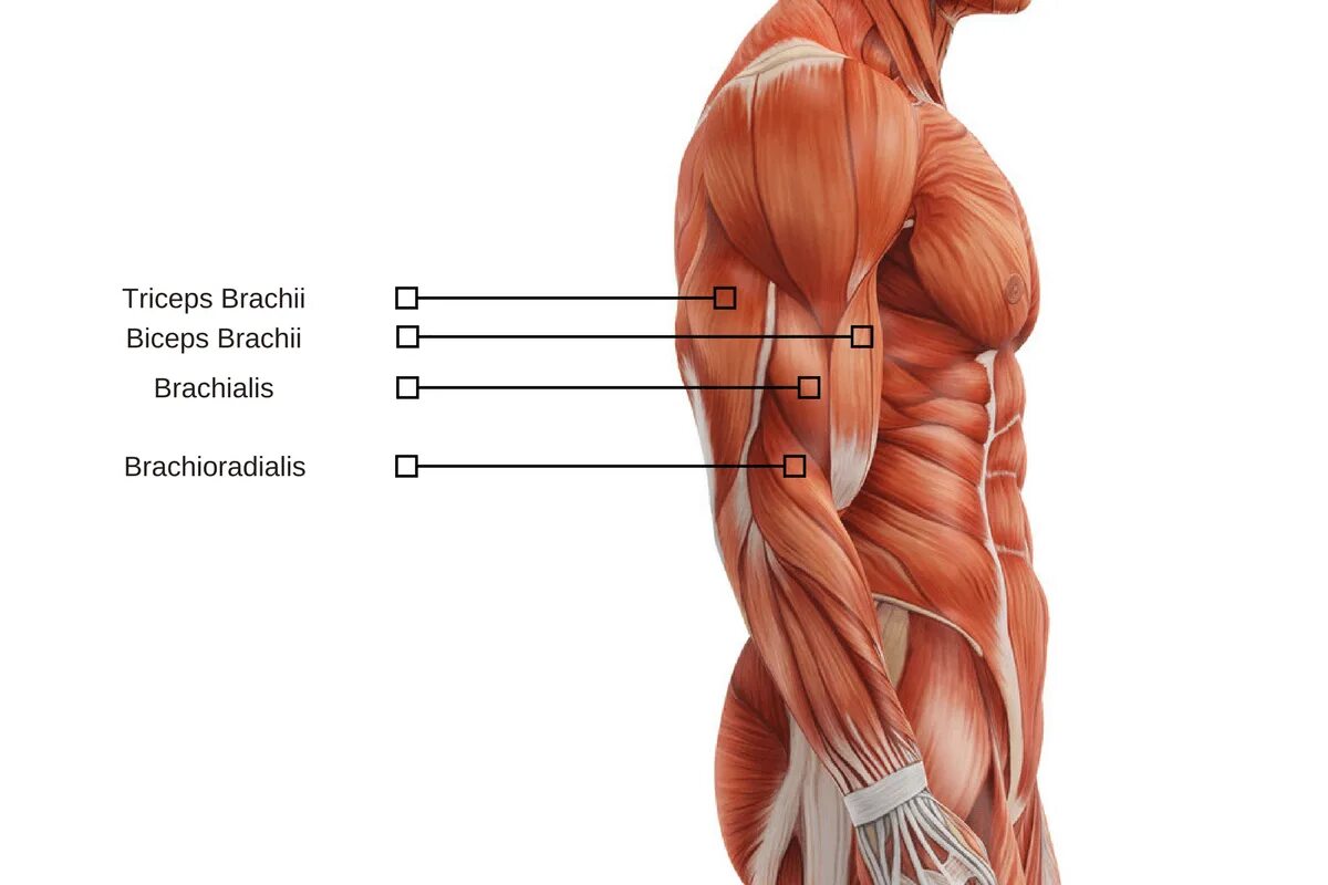 Трицепс мышца. Бицепс и трицепс анатомия. Мышцы руки анатомия трицепс. Трицепс брахии. Дельтовидная бицепс трицепс.