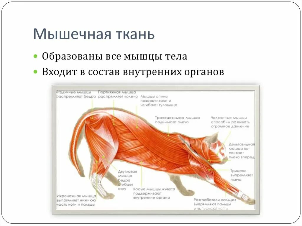 Мышцы внутренних органов образованы. Анатомия мышечного строения кролика. мышцы кролика анатомия. заяц мышечное строение. строение мышечной ткани собаки.