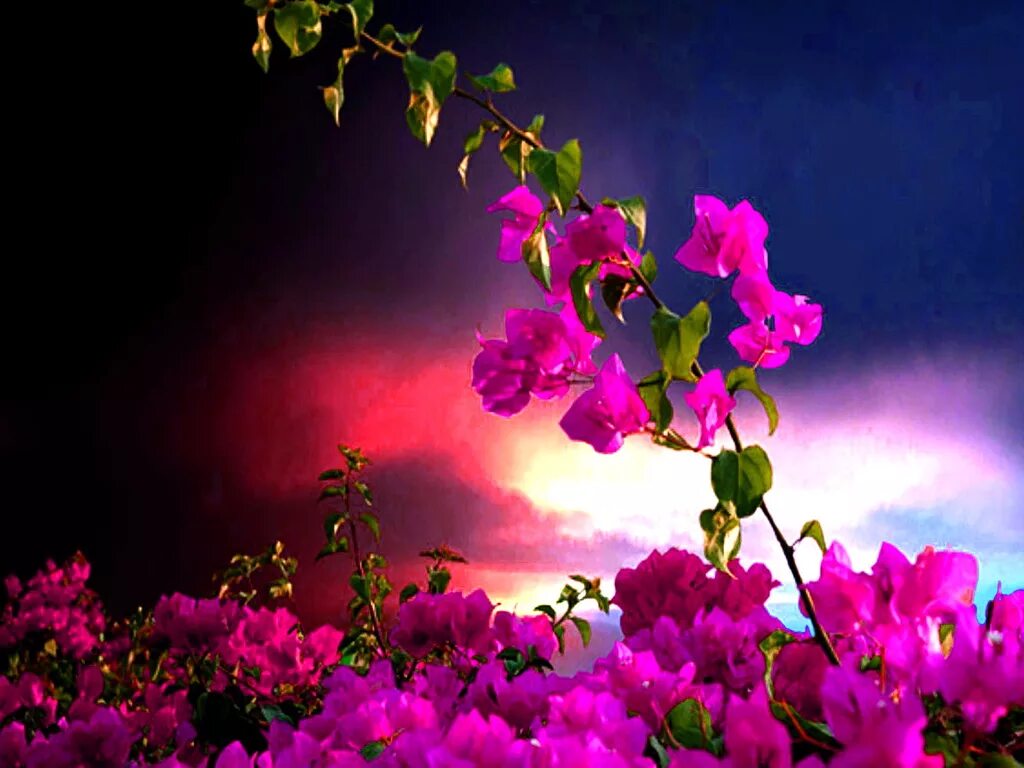 цветы ночью. ночная роза. прекрасная ночь цветы. ночной цветок. красивые ночные цветы.