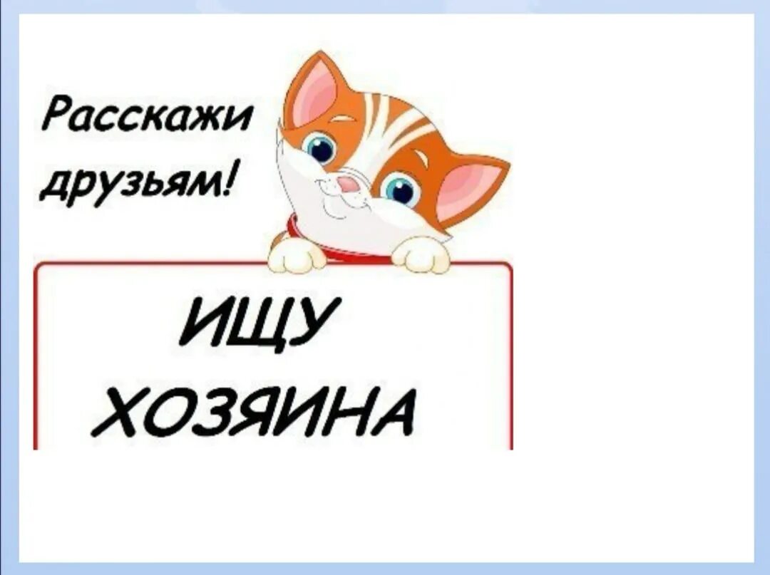 В добрые руки сайт. Отдадим котят в добрые руки пример объявления. Объявление отдам котят. Отдам котенка реклама. Объявление отдам кошечку в добрые руки.