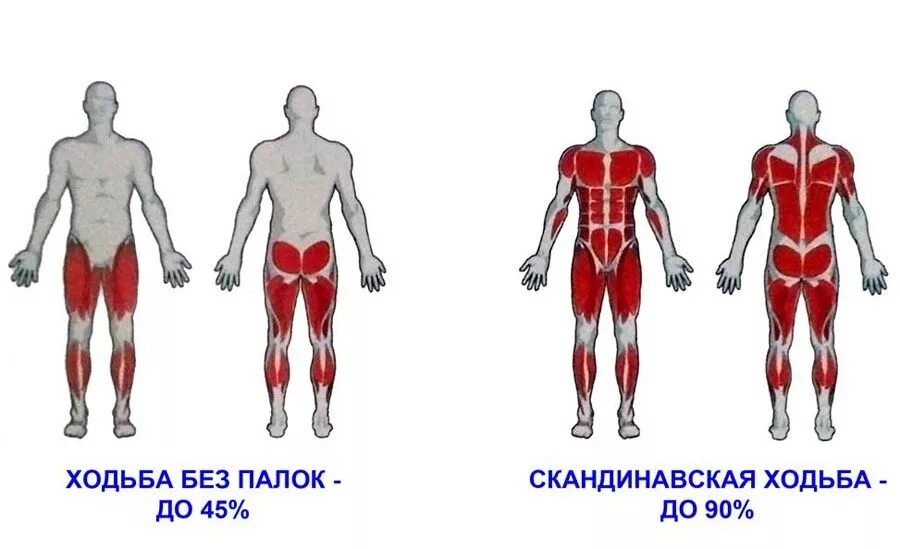 Скандинавская ходьба какие мышцы задействованы. Мышцы задействованные при ходьбе. Скандинавская ходьба мышцы. Мышцы задействованные при скандинавской ходьбе.