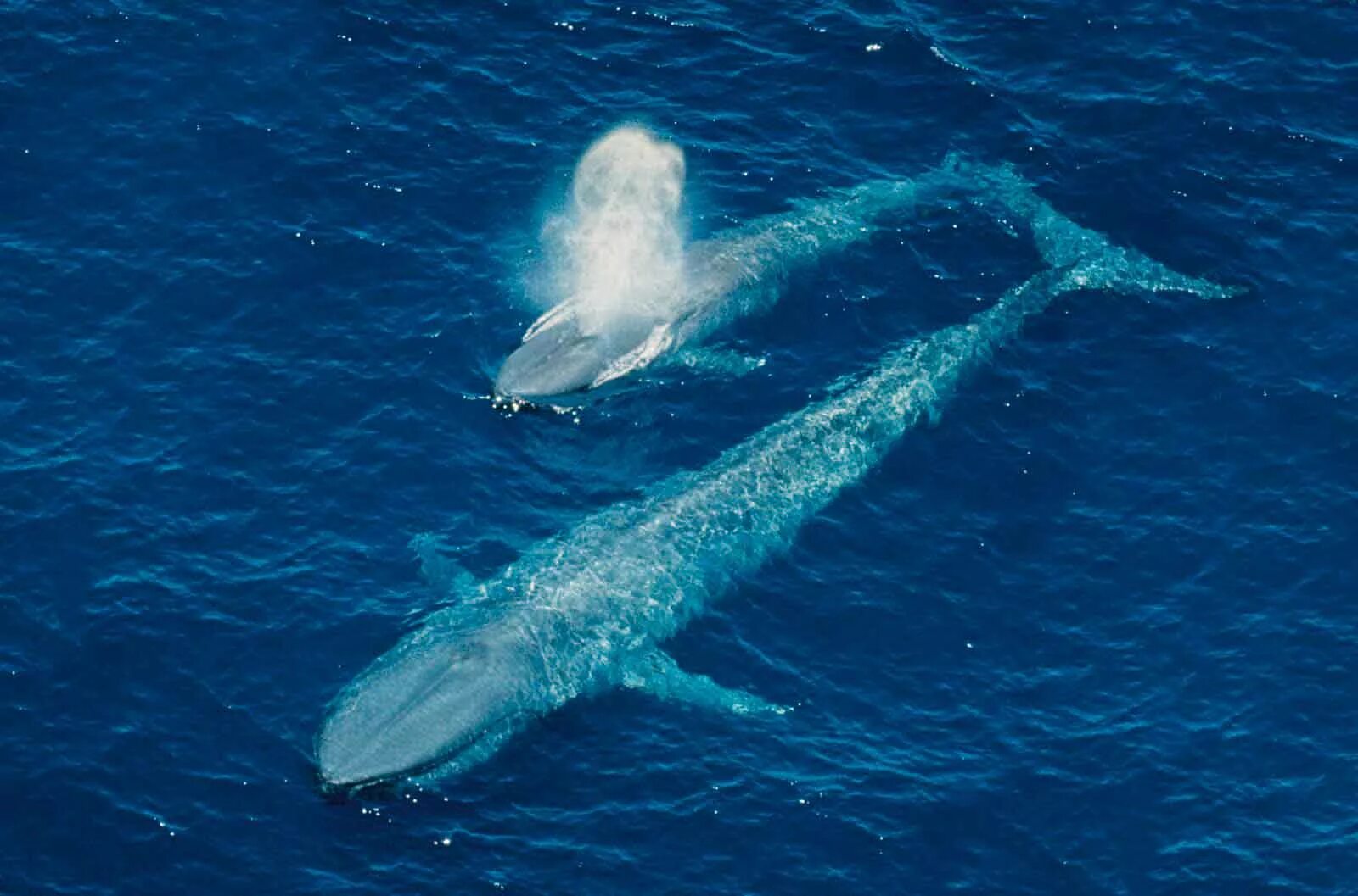 Синий кит (голубой кит). Голубой кит Balaenoptera musculus. Синий кит блювал. Кит самый большой кит в мире. Масса синего кита достигает