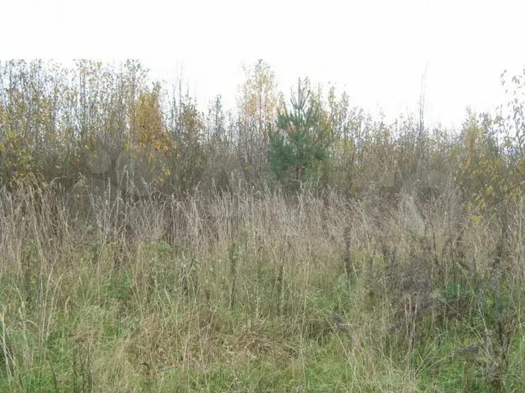 Купил заросший участок. Заросший участок. заросший участок 6 соток. заброшенный земельный участок. земельный участок зарос деревьями.
