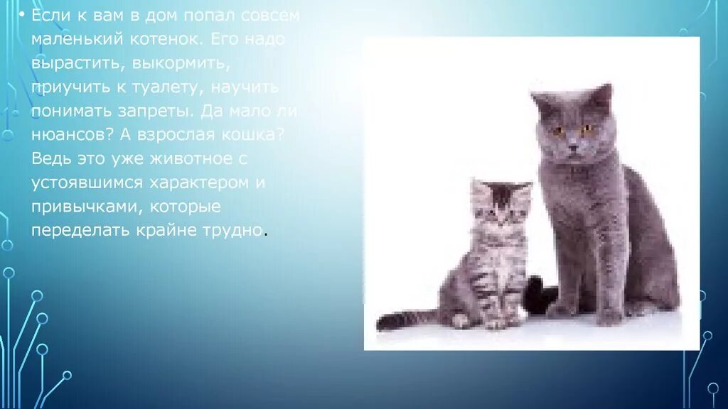 Сочинение про любимого животного 5 класс. Мое любимое животное. Сочинение про любимого кота. Мои любимые животные проект кошки. Проект мой любимый питомец кот.