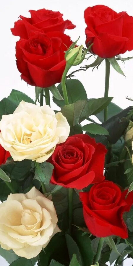 8 mart fon. Розовые цветы в саду. Розы в марте. Розы в марте. Много букетов цветов.