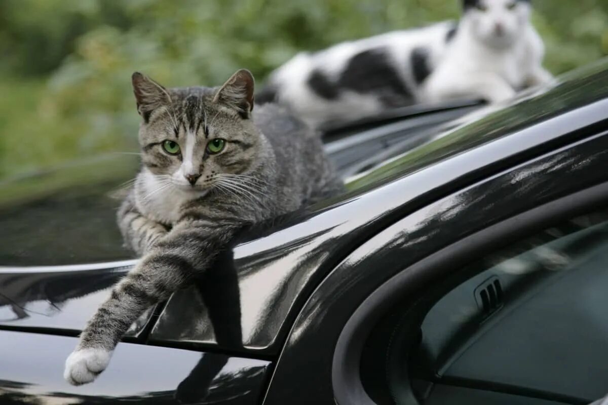 Включи котэ машина. Кот в машине. Кошка на капоте. Кот на капоте машины. Смешной кот в машине.