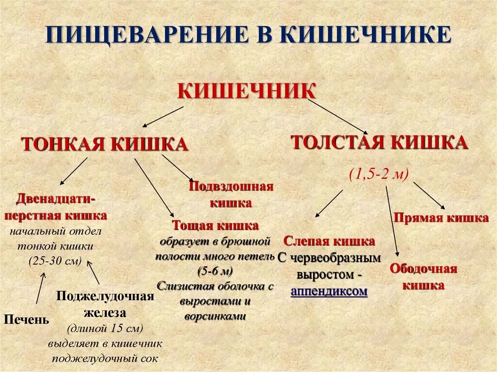 Толстый кишечник 8 класс. Пищеварение в кишечнике кратко. Пищеварение в тонком кишечнике. Пищеварение в кишечнике схема.