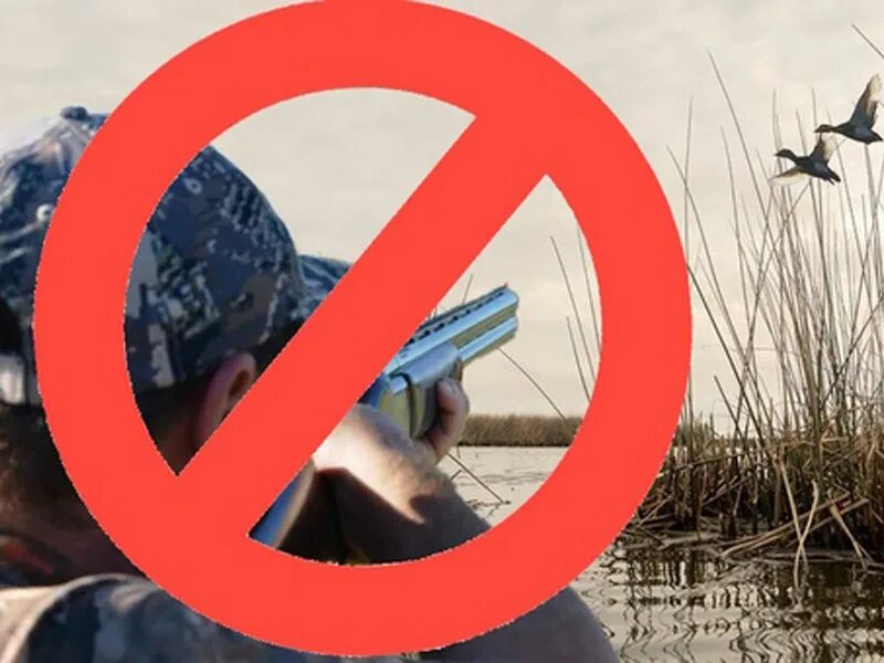 Почему весной запрещена. Охота запрещена. Запрет на охоту. Запрет охоты на животных. Охота на птиц запрещена.