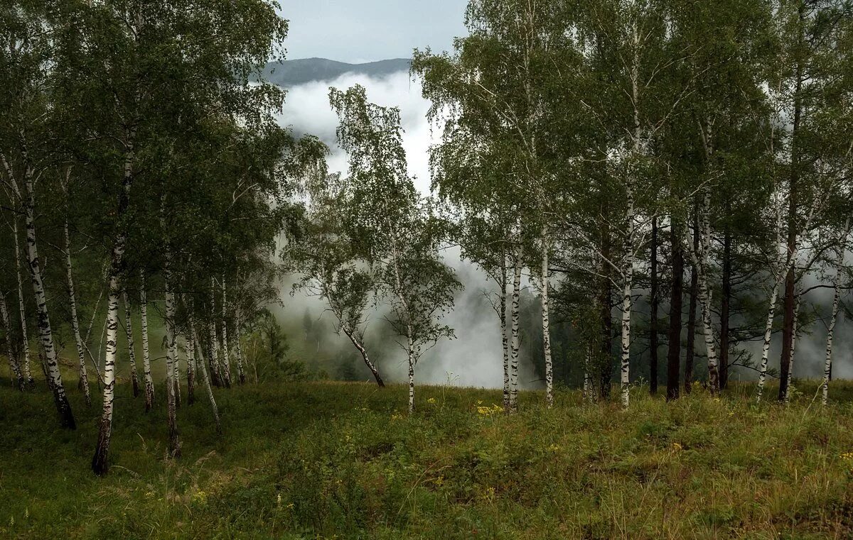 молодая березка. россия русь березки тополя. береза повислая зимой. троица береза. береза плакучая хакасия.