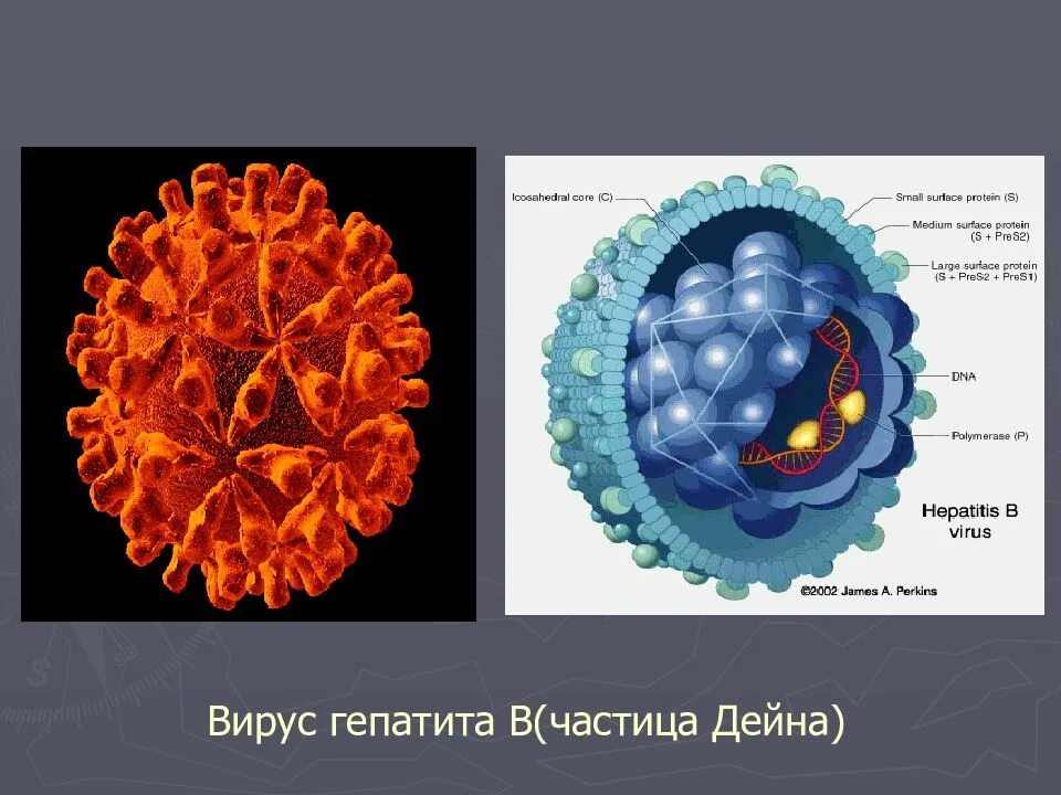 Гепатит б россия. Частица Дейна вируса гепатита. Строение вируса гепатита б. Строение вирусной частицы гепатита в. Строение вируса гепатита в.