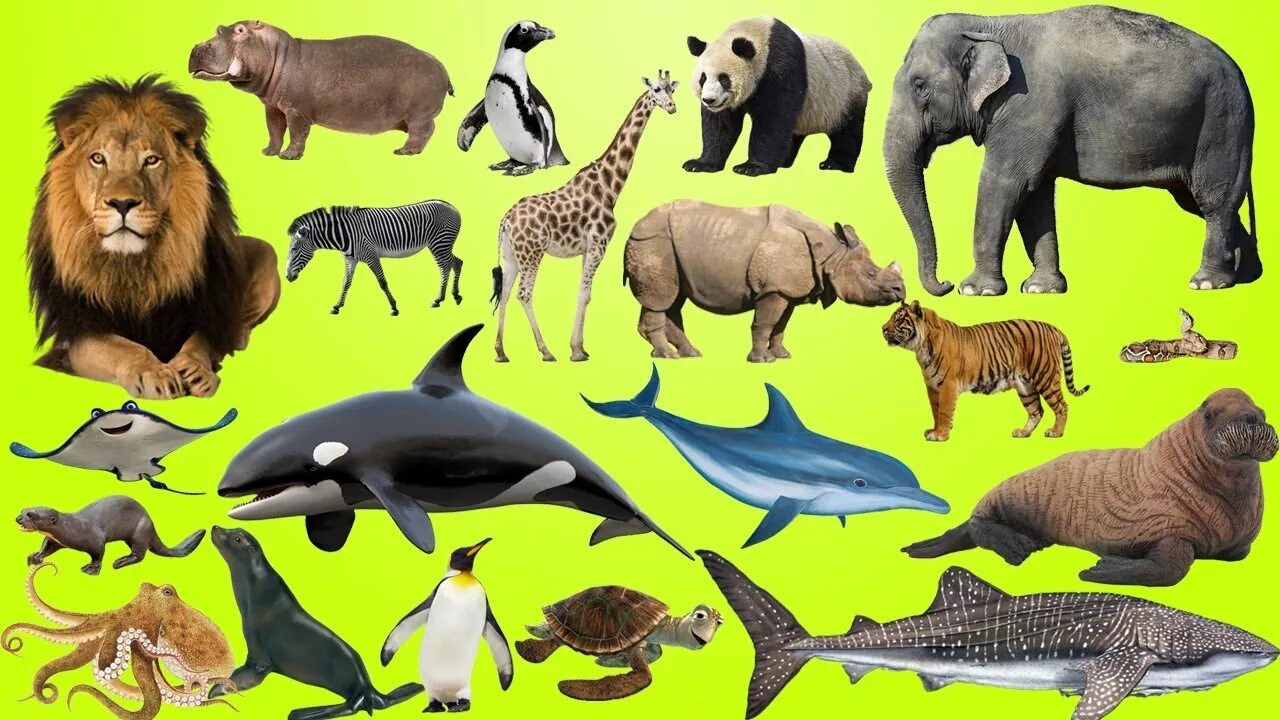 Wild animals тема. Животные for Kids. Домашние животные коллаж. Животные джунглей задания для дошкольников. Коллекция животные изображения.