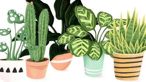 Planta одежда
