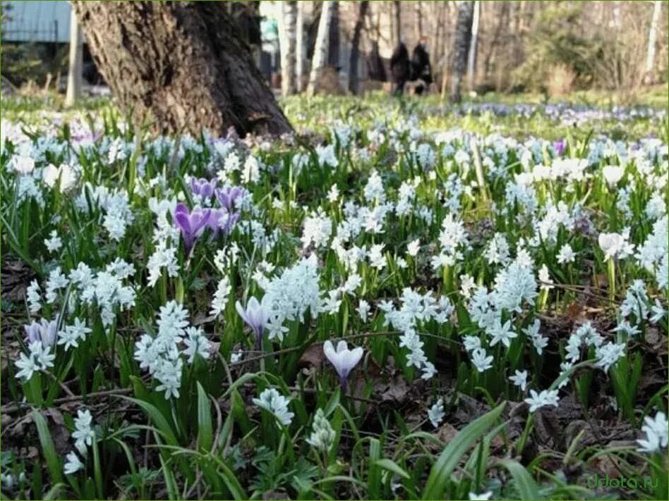 Весенние первоцветы в саду. Луковичные первоцветы хионодокса. Крокусы, пушкиния, Сцилла. Пролеска Крокус Галантус. Первоцветы (подснежники, крокусы, гиацинты)..