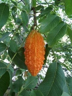 Mystery fruit