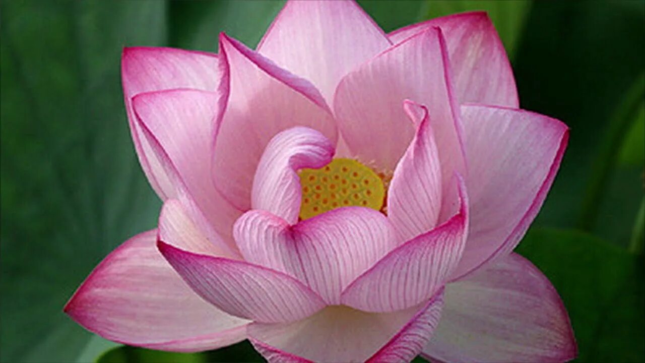 Лотус фловер. Садовый цветок похожий на лотос. Белый лотос nymphaea lotus. Цветок похожий на лотос. Лотос цветок.