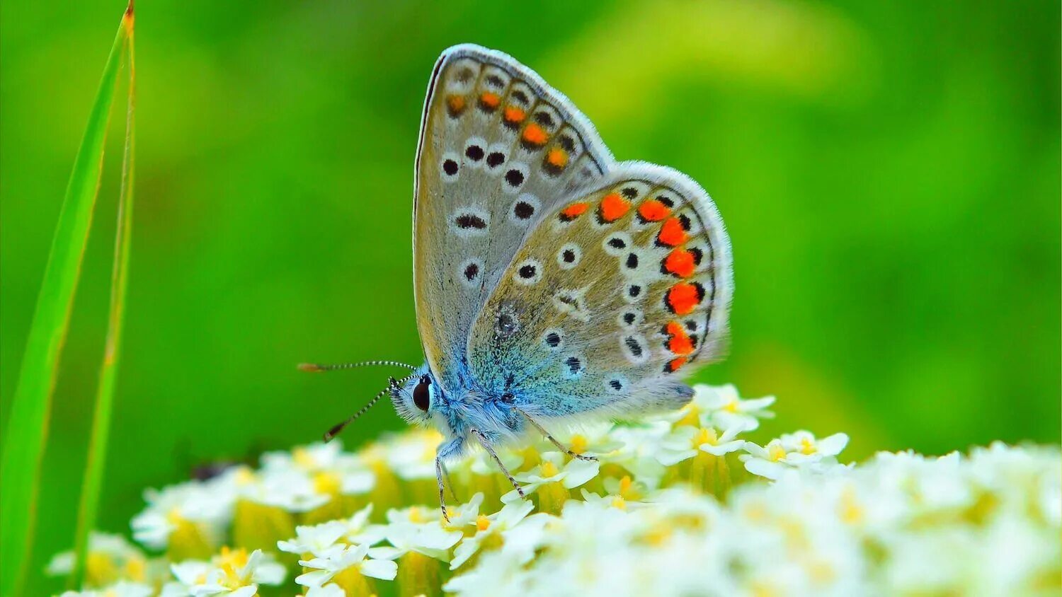 Бабочки на весь экран. Милая бабочка. Бабочка HD. Бабочка jpeg. Заставка бабочки.