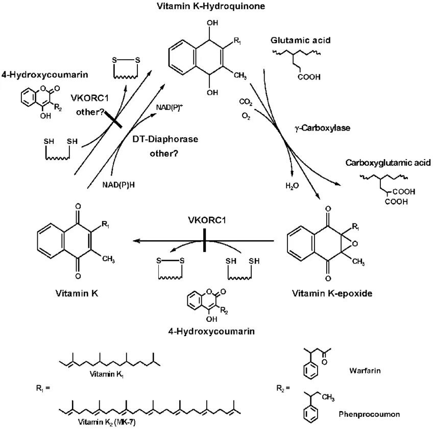 Витамин к эпоксид редуктаза. Дегидроаскорбат редуктаза. Рибонуклеозиддифосфат редуктаза. Фениллактат редуктаза.