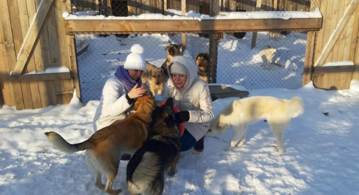 Печать на кружке ростов на дону. Приют дог хаус томск. Нехватка приютов для животных. Праздник досидания лето объявление. Хаус собак.