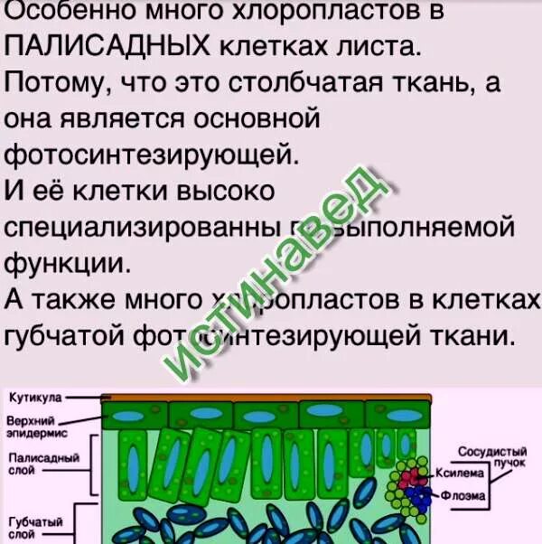 В каких клетках листа расположены хлоропласты. Функции столбчатой ткани. Столбчатая и губчатая ткань с большим количеством хлоропластов. Палисадная ткань листа. Какие клетки листа содержат хлоропласты.