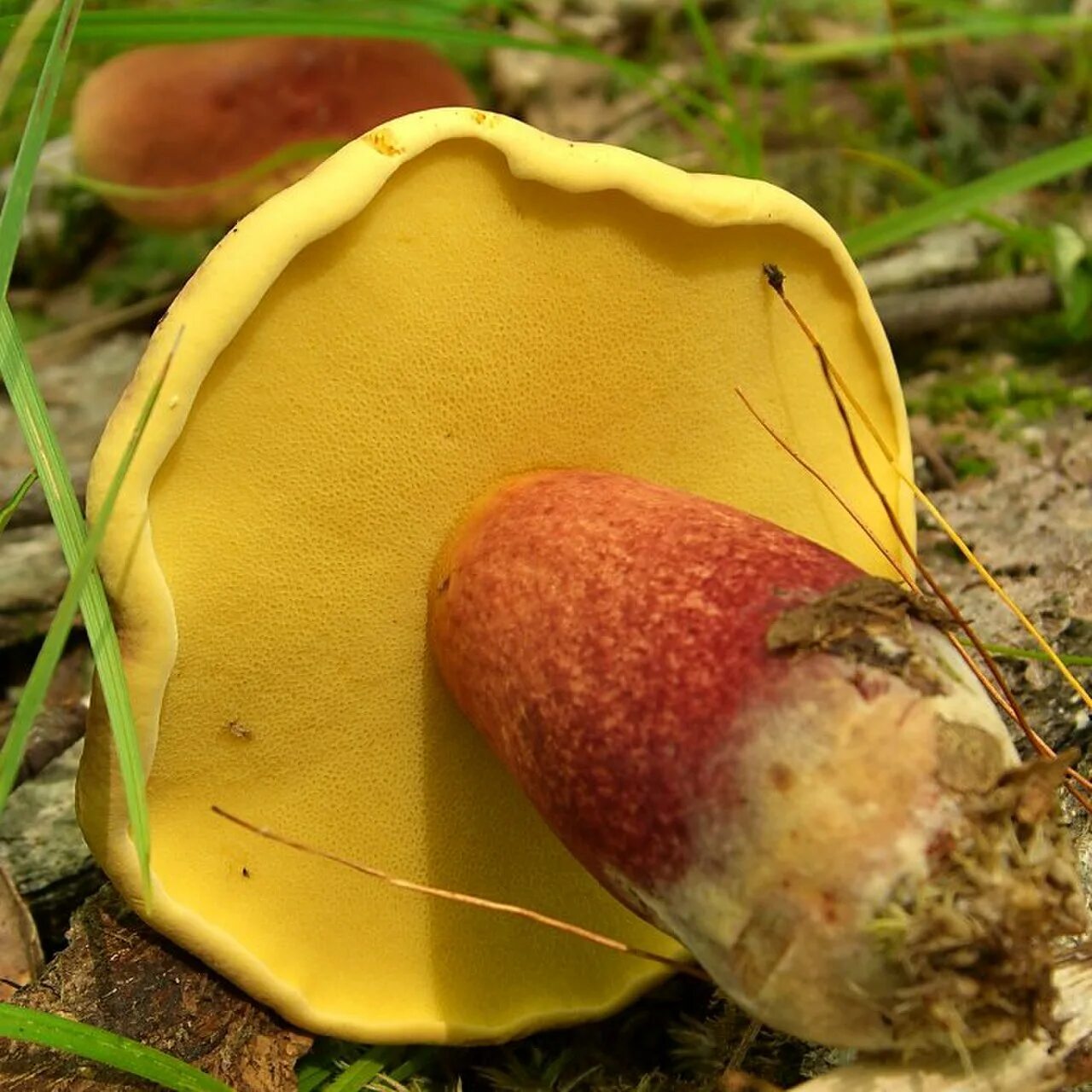 Боровик Болетовые. Боровик жёлтый (Boletus junquilleus). Боровик двухцветный Boletus bicolor. Маслёнок лиственничный Болетовые. Трубчатые грибы поганки