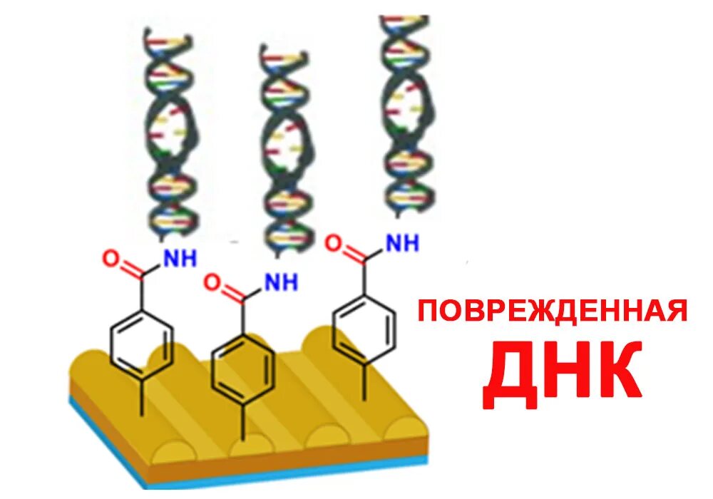 Разрушенное днк