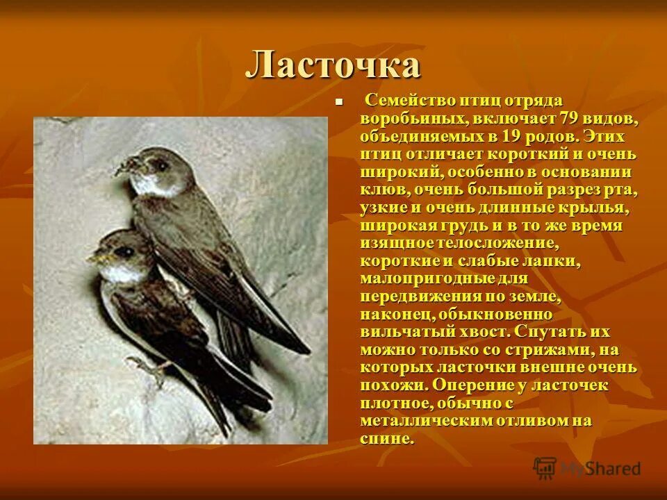 Птицы класс отряд семейство. Семейство ласточковых. Птицы семейства воробьиных. Воробьиные птицы представители. Ласточка семейство отряд.