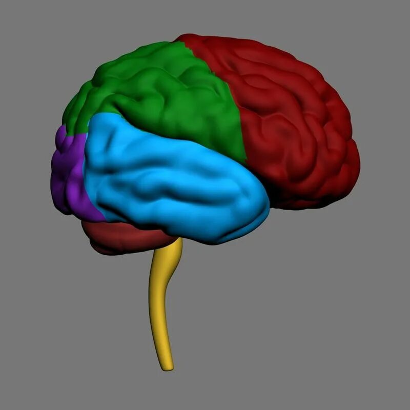 Colored brains. 3д анатомия головного мозга. Маркет человечиского мозго. Макет мозга. Макет человеческого мозга.