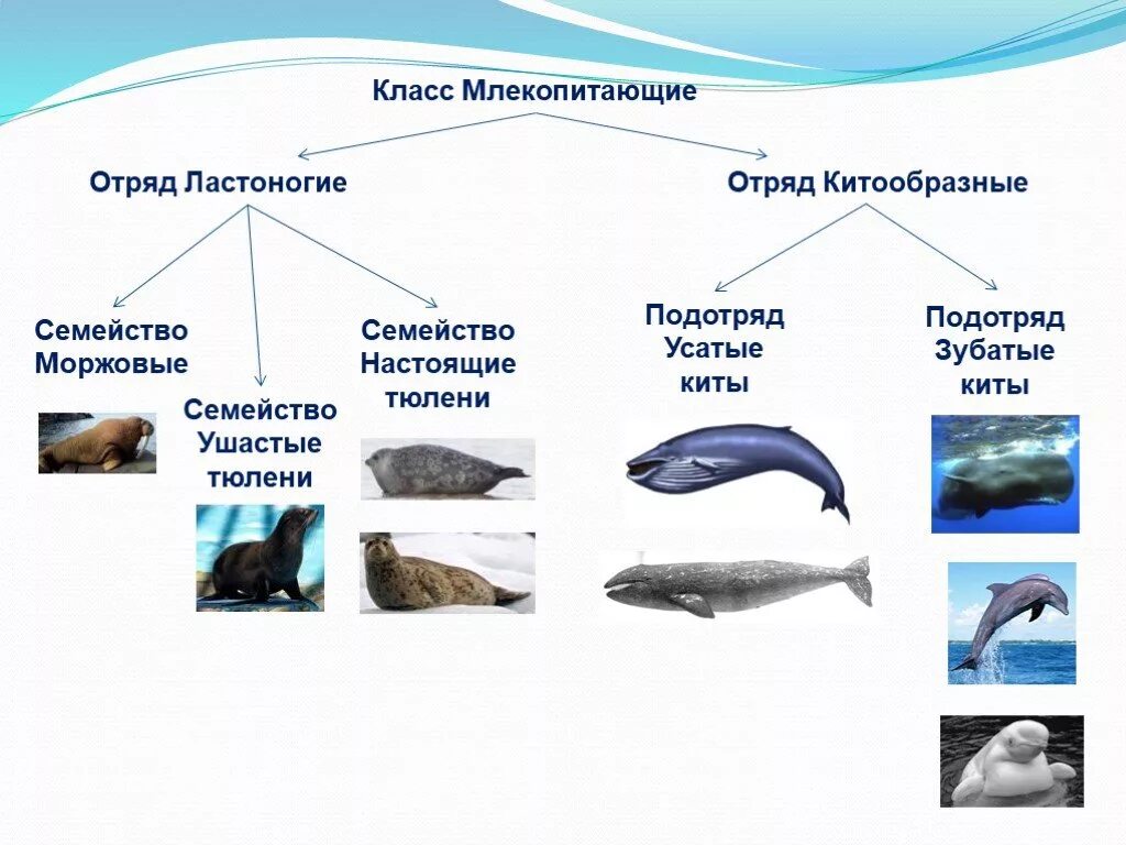 Водные млекопитающие примеры. Представители отряда китообразные биология 7 класс. Отряд китообразные млекопитающие 7 класс биология. Ластоногие и китообразные таблица. Характеристика отряда китообразные биология 7 класс.