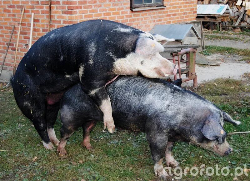 Большие свиньи. Реальная свинья