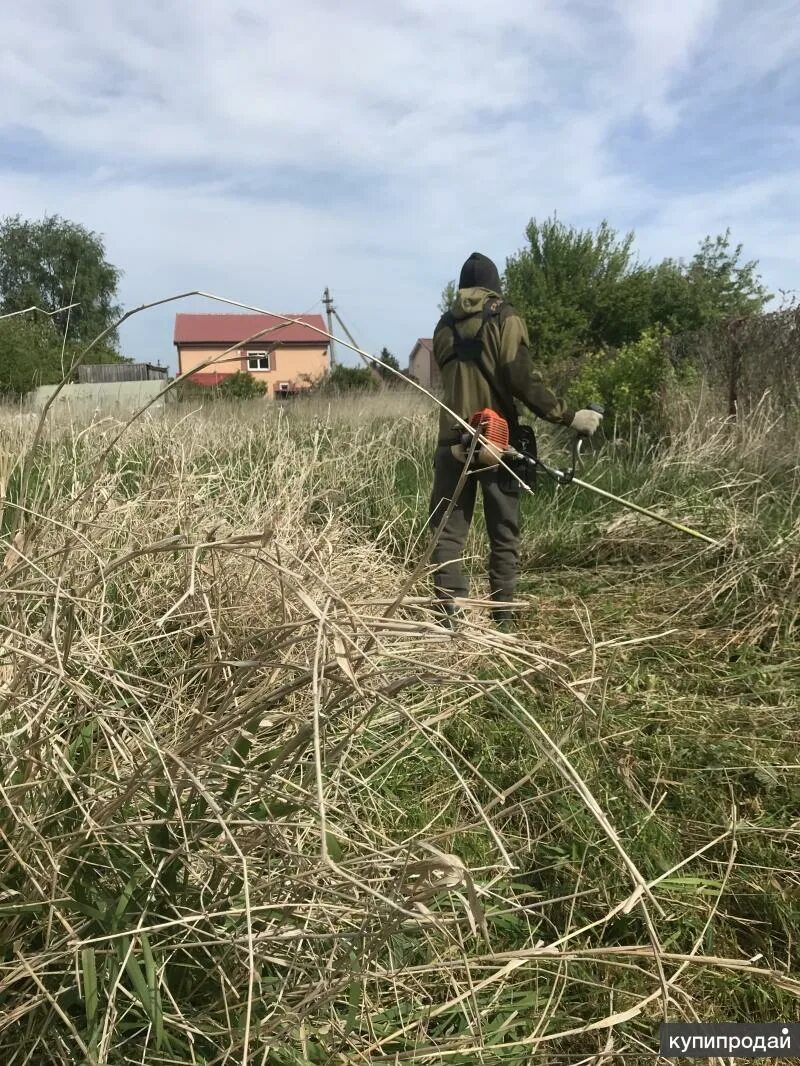 Покос камыша. Покос травы триммером. Покос травы на участке. Триммер для скашивания травы. Косить траву.