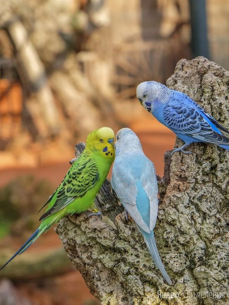 Волнистый попугай арлекин. Волнистый попугай budgie. Желтоголовый волнистый попугай. Волнистый попугайчик бельгийский. Попугаи волнистые попугайчики.
