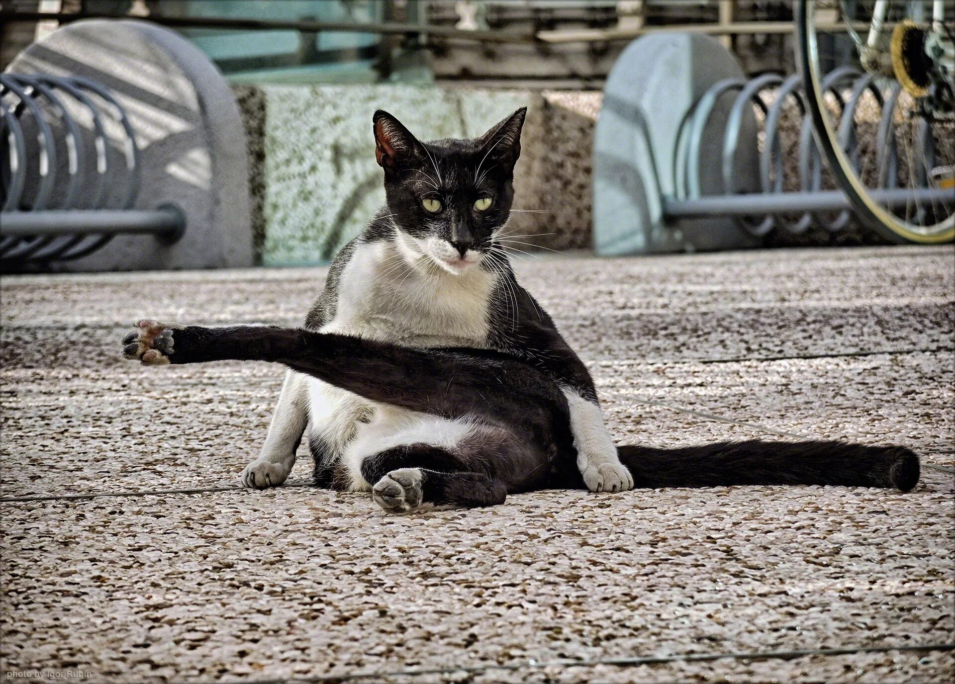 уличные кошки. городские коты. огромная уличная кошка. кот на улице. уличные кошки.