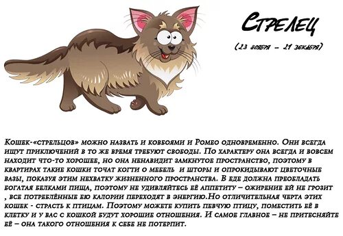 Кошачий гороскоп. Котики гороскоп. Кошка по знаку зодиака стрелец. Кошачий гороскоп по знакам зодиака. Кот стрелец гороскоп.