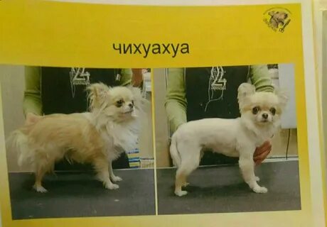 Подстричь чихуахуа