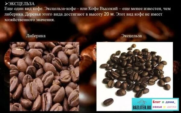 Какой сорт кофе в честь велосипедной команды. Сорта кофе арабика робуста либерика эксцельза. кофе виды эксцельза и либерика. арабика робуста либерика эксцельза кофе. виды кофе либерика арабика.