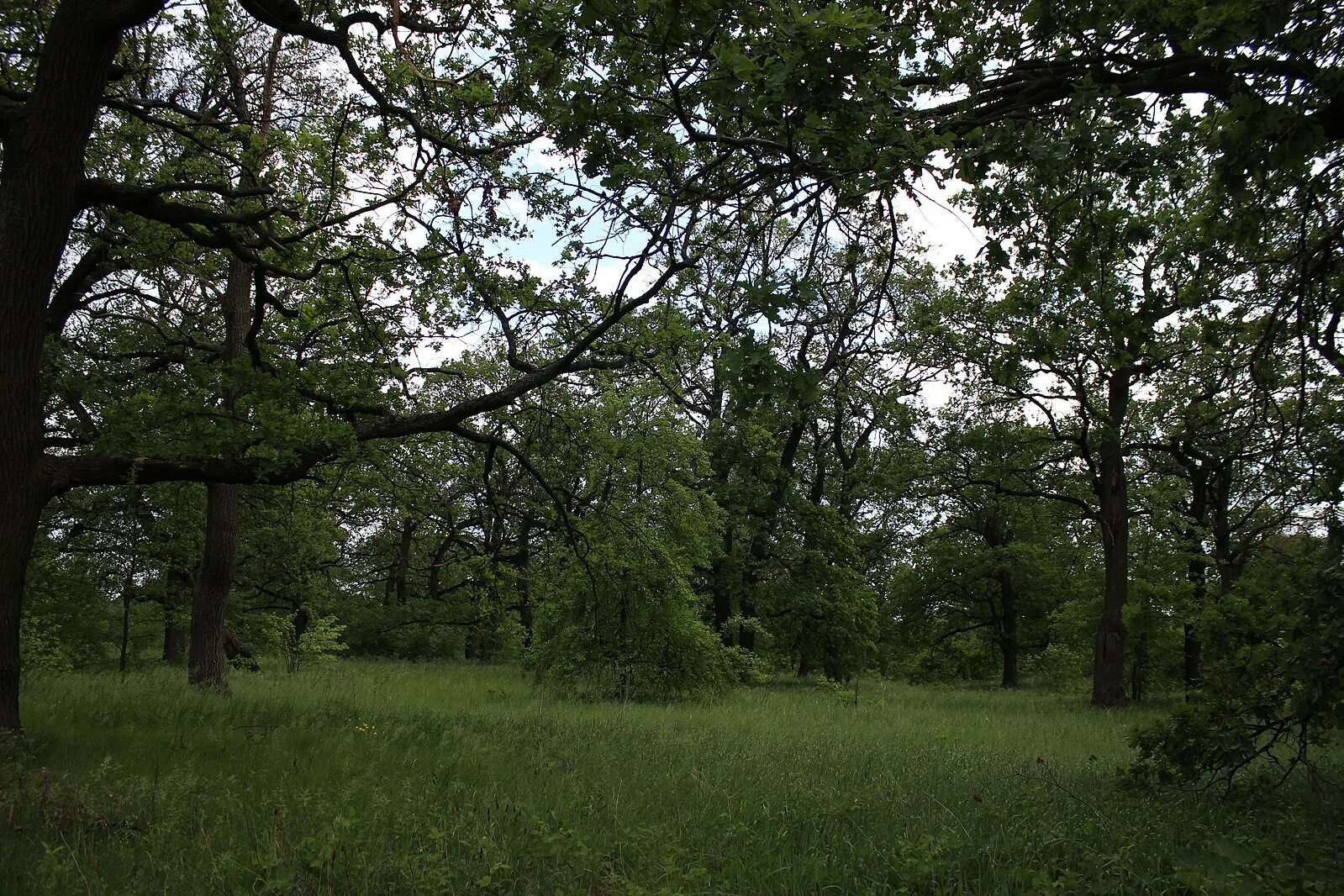 Острогожский район дубовые рощи. Дубовая роща в дагестане. Дубовая роща в михайловском ярославль. Дубовая роща где находится. Дубовая роща где находится.