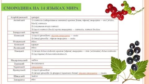 Смородина пушистая какая систематическая категория